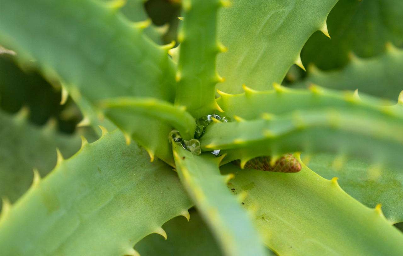 hair Watts official web site